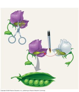 Diagram of Mendel's cross-pollination technique in peas