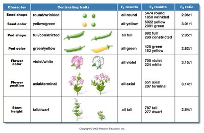 Table of Mendel's pea traits and results