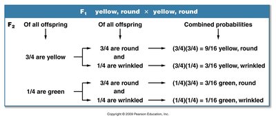 Product law and dihybrid cross probabilities