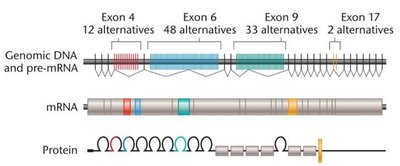 Alternative splicing of the Drosophila Dscam gene
