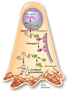 Localization and translational regulation of actin mRNA