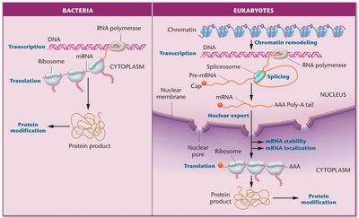 Comparison of gene regulation in bacteria and eukaryotes