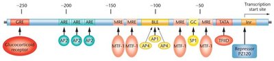 Human metallothionein 2A gene promoter and enhancer regions