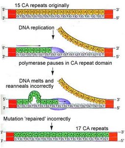 Replication slippage and repeat expansion