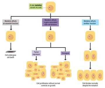 Checkpoint response to DNA damage