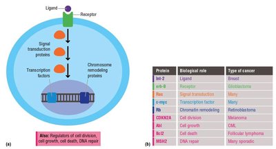 Genes affected by mutations