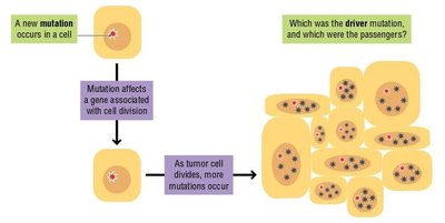 Driver vs. passenger mutations in cancer