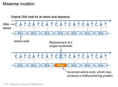 Missense mutation diagram