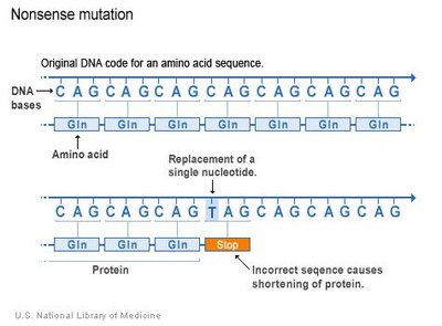 Nonsense mutation diagram