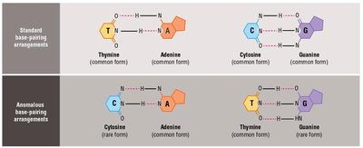 Standard vs. anomalous base pairing