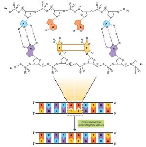 Thymine dimer formation and repair