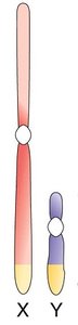 Diagram of X and Y chromosomes