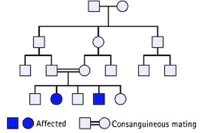 Pedigree showing consanguineous mating and autosomal recessive inheritance