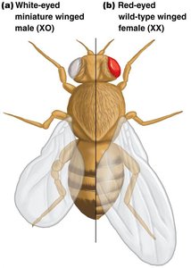 Gynandromorph fruit fly