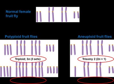 Normal, polyploid, and aneuploid fruit fly chromosomes