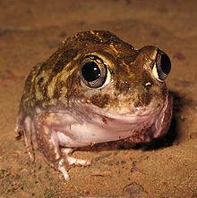 Neobatrachus frog (polyploid)
