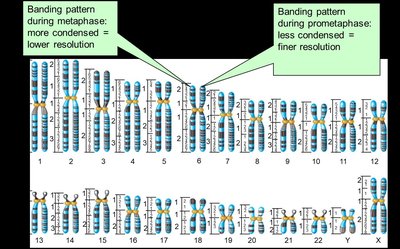 Banding patterns in metaphase and prometaphase