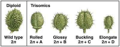 Jimson weed trisomics phenotypes