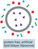 protein-free, artificial lipid bilayer (liposome)