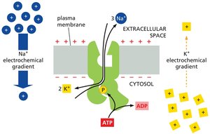 Mechanism of Na+-K+ ATPase pump