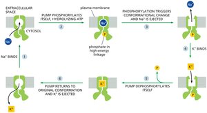 Cycle of Na+-K+ ATPase pump