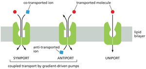 Symport, antiport, and uniport mechanisms