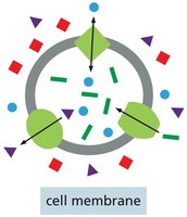 cell membrane with transport proteins
