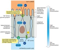 Glucose transport across gut epithelium