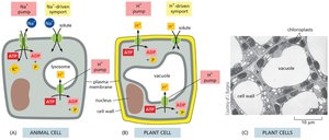 H+ pumps in animal and plant cells