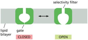 Ion channel gating mechanism