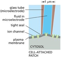 Patch-clamp setup: cell-attached patch