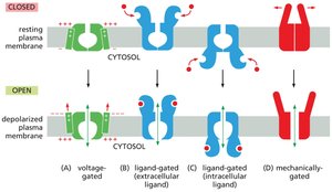 Types of ion channel gating