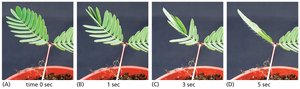 Leaf-closing response in Mimosa pudica
