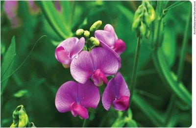 Sweet peas (Lathyrus odoratus)
