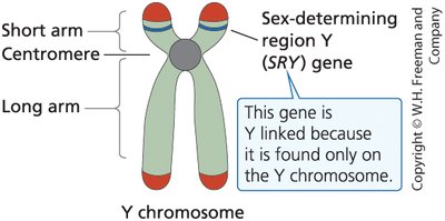 SRY gene on the Y chromosome