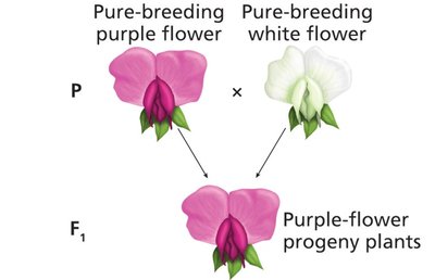 Autosomal Dominance: 1 affected parent