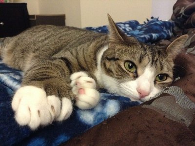 Polydactyly in a cat (variable expressivity)