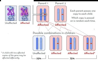 Autosomal Recessive: 2 carrier parents