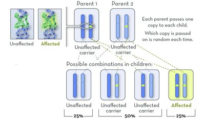 Autosomal Recessive: 1 carrier parent