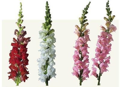 Snapdragon flowers showing incomplete dominance