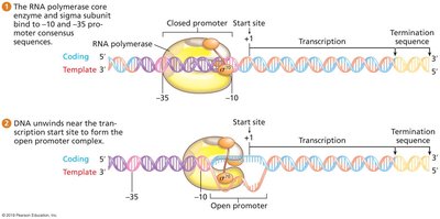 Bacterial Transcription Initiation