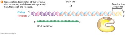 Bacterial Transcription Termination