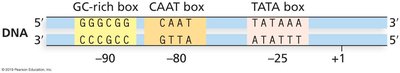 Three Common Eukaryotic Promoter Consensus Sequence Elements