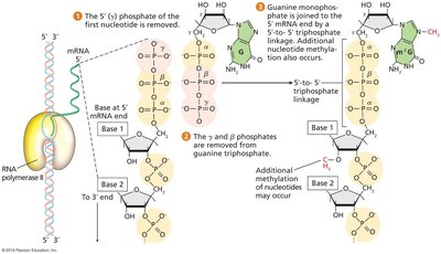 Capping the 5’ End of Eukaryotic Pre-mRNA