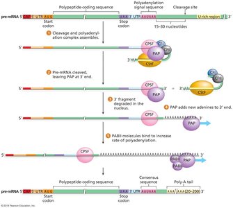 Polyadenylation of the 3’ End of Eukaryotic Pre-mRNA