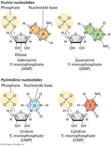 The Four RNA Ribonucleotides