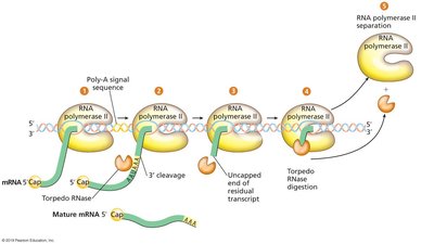 The Torpedo Model of Eukaryotic Transcription Termination