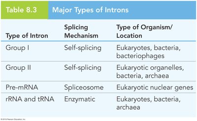 Major Types of Introns