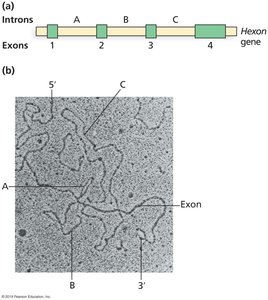 R-Loop Experimental Analysis
