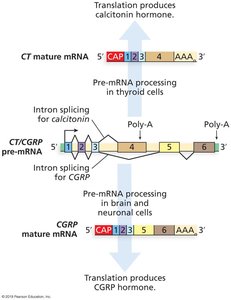 Alternative Splicing